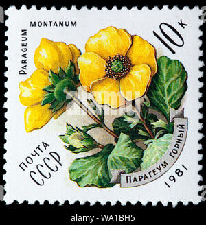 Geum montanum, Alpine avens, Fleurs des Carpates, timbre-poste, Russie, URSS, 1981 Banque D'Images