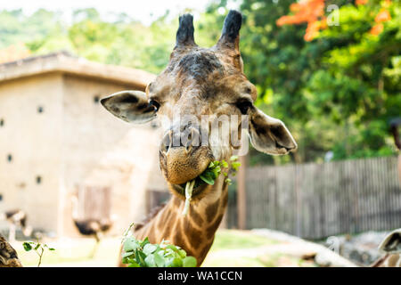 Girafe. Faire une Drôle de tronche comme il mâche. Le concept d'animaux dans le zoo. Banque D'Images