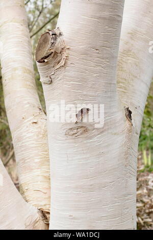 Le Betula ermanii 'Grayswood Hill', l'affichage d'ornement caractéristique de l'écorce. UK Banque D'Images