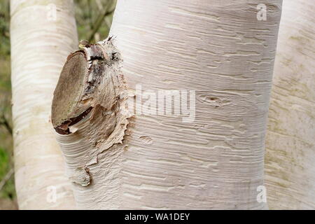 Le Betula ermanii 'Grayswood Hill', l'affichage d'ornement caractéristique de l'écorce. UK Banque D'Images