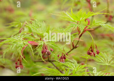 Acer palmatum 'Seiryu' dis[portant fruits caractéristique et au début de feuilles au milieu du printemps. UK. Aga Banque D'Images
