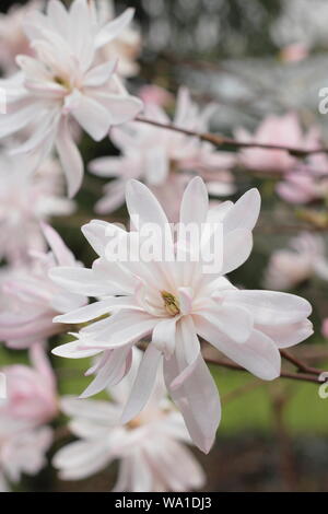 Magnolia stellata 'Jane Platt' Affichage double caractéristique au milieu de fleurs de printemps. UK Banque D'Images