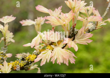 Acer campestre 'Carnival' au milieu de l'émergence du feuillage au printemps. Banque D'Images