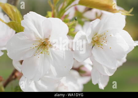 Matsumae Prunus-usu-beni-kokonoe. Les fleurs de cerisier japonais au milieu de printemps - UK. Banque D'Images