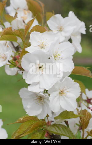 Matsumae Prunus-usu-beni-kokonoe. Les fleurs de cerisier japonais au milieu de printemps - UK. Banque D'Images