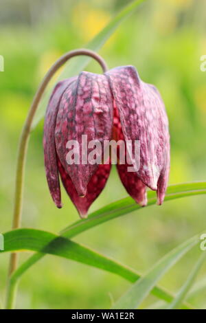 Fritillaria meleagris. Blossom de tête du serpent fritillary dans une prairie au printemps. Aga Banque D'Images