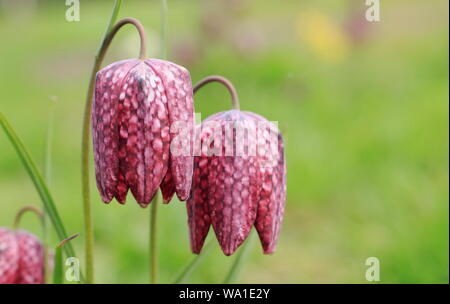 Fritillaria meleagris. Blossom de tête du serpent fritillary dans une prairie au printemps. Aga Banque D'Images