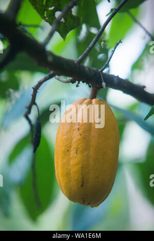 Production de cacao écologique et biologique en coexistence avec la forêt tropicale de l'Atlantique au Brésil Banque D'Images