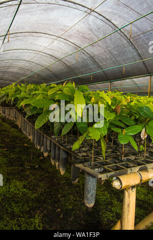 Plantules de cacao prêtes à être plantées dans une ferme biologique de cacao dans l'État de Bahia, au Brésil Banque D'Images