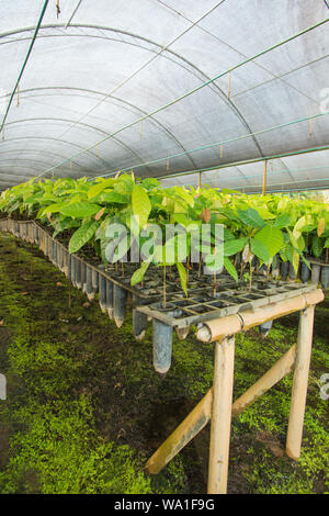 L'agriculture biologique et écologique de la production de cacao dans la coexistence avec la forêt tropicale de l'Atlantique au Brésil Banque D'Images