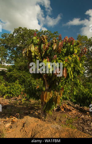 L'agriculture biologique et écologique de la production de cacao dans la coexistence avec la forêt tropicale de l'Atlantique au Brésil Banque D'Images