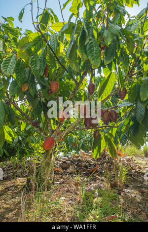 L'agriculture biologique et écologique de la production de cacao dans la coexistence avec la forêt tropicale de l'Atlantique au Brésil Banque D'Images