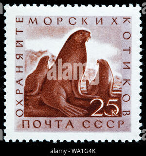 Otarie à fourrure du nord, Callorhinus ursinus, timbre-poste, Russie, URSS, 1960 Banque D'Images