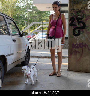 Belgrade, Serbie, 26 juillet 2019 : un chien Bichon Banque D'Images