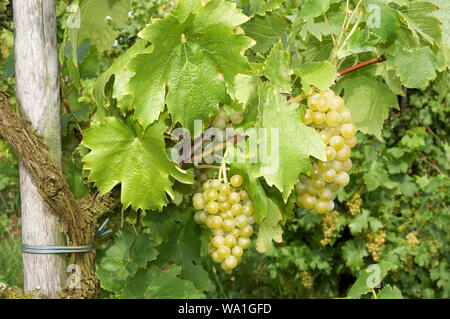 Grand raisin haging dans un vignoble, quelques jours avant la récolte Banque D'Images