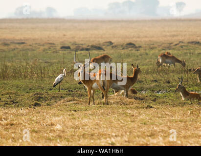 Lechwes rouges (Kobus leche leche) dans la région de Busanga Plains. Kafue National Park. La Zambie Banque D'Images