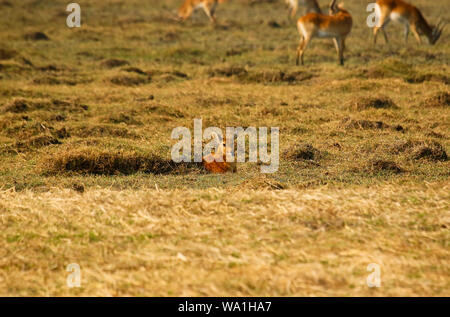 Bébé de cobes lechwes rouges (Kobus leche leche) dans la région de Busanga Plains. Kafue National Park. La Zambie Banque D'Images