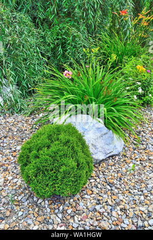 - Thuja nain en forme sphérique en usine evergreen conifères jardin alpin près d'épanouissement et d'hémérocalles fleurs spirée. Belle plante décorative pour Banque D'Images