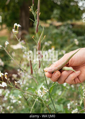 La récolte jardinier queue de rat, le radis (Raphanus sativus var. mougri) gousses. Banque D'Images