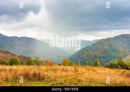 Jour de pluie d'automne dans les montagnes. belle nature fond. d'arbres sur la colline à l'automne feuillage. temps couvert. pré dans la lumière du soleil Banque D'Images