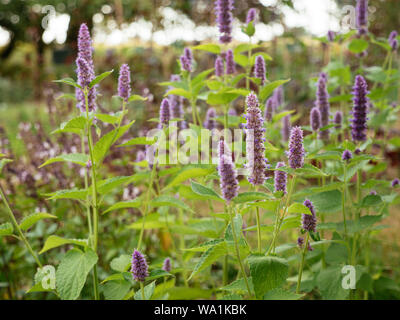 L'hysope anis en fleurs plantes dans un jardin d'herbes Banque D'Images