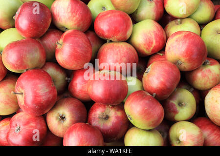 Apple, "Lady" Hollendale, pommes, du nom de variété, variétés, boutique de la ferme, l'affichage Banque D'Images