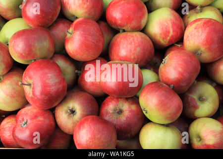Apple, "Lady" Hollendale, pommes, du nom de variété, variétés, boutique de la ferme, l'affichage Banque D'Images