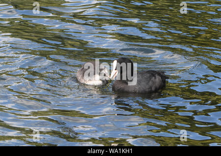 Un adulte Foulque macroule (Fulica atra) flux d'un jeune avec un choix d'une pièce d'élodée dans une gravière. Tonbridge, Kent. UK. Banque D'Images