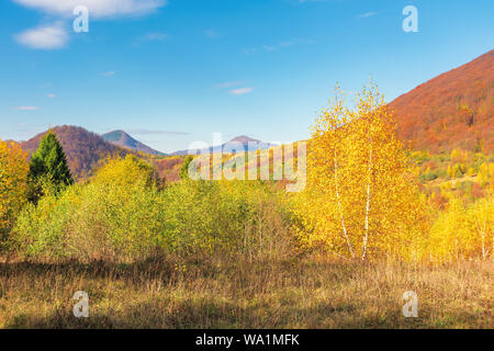 Beau décor de l'automne dans les montagnes. bouleau jaune dans le feuillage. forêt de hêtres sur la colline lointaine de couleur rouge. fluffy clouds sur le ciel bleu, soleil. Banque D'Images