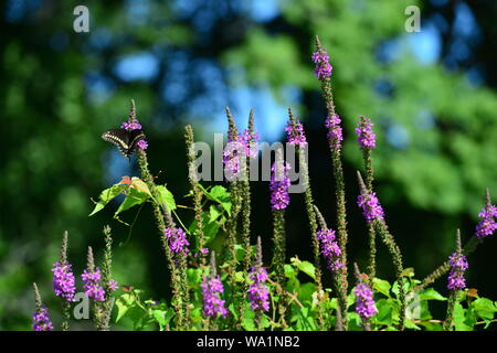 Black Swallowtail butterfly resting on purple fleurs Salvia Banque D'Images