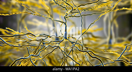 Les neurones pyramidaux. Illustration des neurones pyramidaux du cortex cérébral du cerveau. Les cellules pyramidales sont ainsi nommé pour leurs corps cellulaires triangulaire. Chaque cellule corps a de nombreux processus (dendrites) qui recueillent et transmettent des informations à partir d'autres cellules nerveuses et des cellules sensorielles. Chaque cellule possède également un corps menant de l'axone, à travers lequel il transmet les informations à d'autres cellules. Banque D'Images