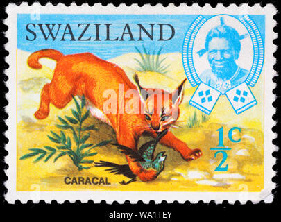 Caracal, lynx, Lynx d'Afrique Perse, Felis caracal Caracal, timbre-poste, Swaziland, 1969 Banque D'Images