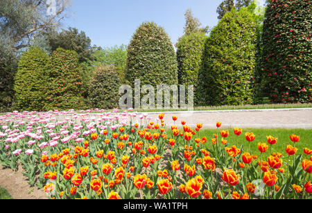 Beaux champs de tulipes, fleurs de printemps fleurs tulipes au jardin parc naturel ou historique. Banque D'Images