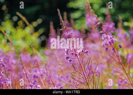 Épilobe fleurs violettes libre. belle nature fond. forest déformées par la distance Banque D'Images