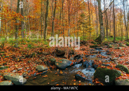 Brook parmi les rocher en forêt d'automne. feuilles tombées sur le sol. Belle paysage nature Banque D'Images