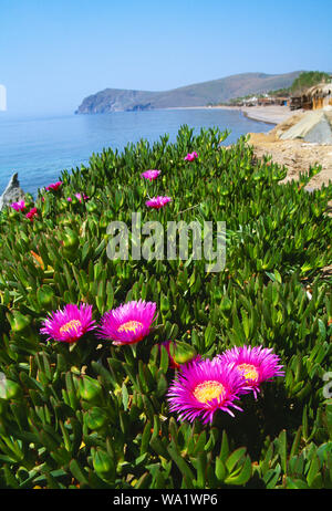 La Grèce. Lesbos. Hochenschwand. Mesembryanthemum rose fleurs sur la falaise. Banque D'Images