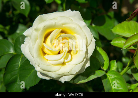 Une rose blanche dans le jardin fleuri.texture ou d'arrière-plan Banque D'Images