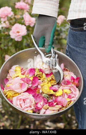 Deadhead. Les fleurs de rose dépensées sont mortes avec des sécateurs par le jardinier masculin pour prolonger la floraison estivale. ROYAUME-UNI Banque D'Images