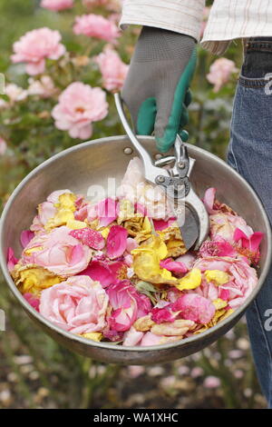 Deadhead. Les fleurs de rose dépensées sont mortes avec des sécateurs par le jardinier masculin pour prolonger la floraison estivale. ROYAUME-UNI Banque D'Images