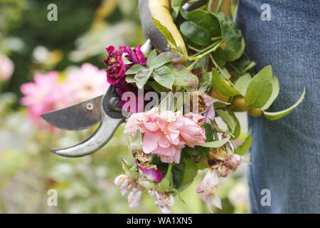 Rosa. Fleurs rose pâle à vide par l'homme de prolonger la floraison d'été jardinier. Banque D'Images