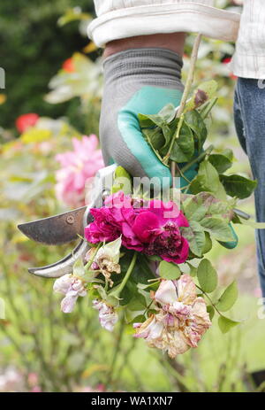 Rosa. Fleurs rose pâle à vide par l'homme de prolonger la floraison d'été jardinier. Banque D'Images