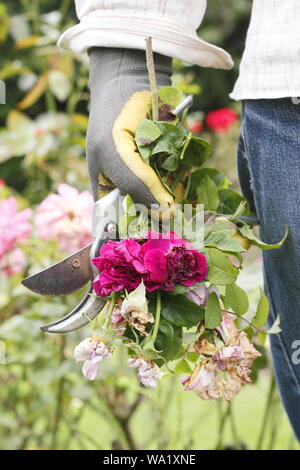 Rosa. Fleurs rose pâle à vide par l'homme de prolonger la floraison d'été jardinier. Banque D'Images