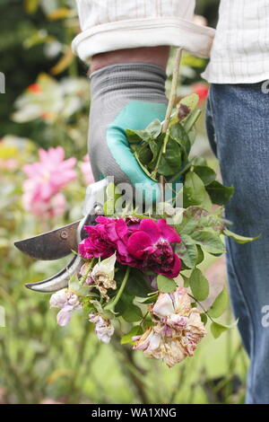 Rosa. Fleurs rose pâle à vide par l'homme de prolonger la floraison d'été jardinier. Banque D'Images