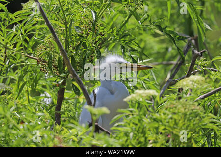 Fluffy grande aigrette (Ardea alba) chick perché dans un arbre Banque D'Images