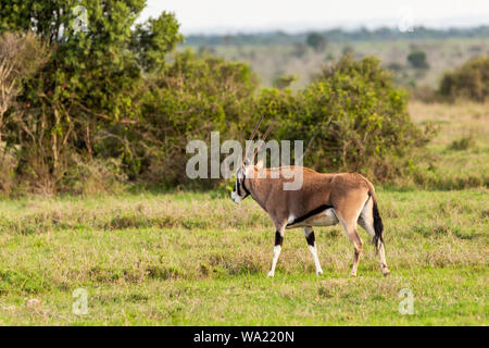 Photographie de la faune couleur-côté sur oryx de beisa (Oryx gazella beisa) antilope, prises au Kenya. Banque D'Images