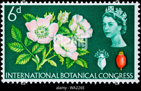Rosa canina, dog rose, Congrès International de botanique, timbre-poste, UK, 1964 Banque D'Images