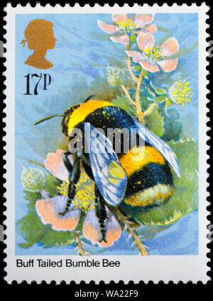 Bombus terrestris, Buff-tailed Bumblebee, insecte, timbre-poste, UK, 1985 Banque D'Images