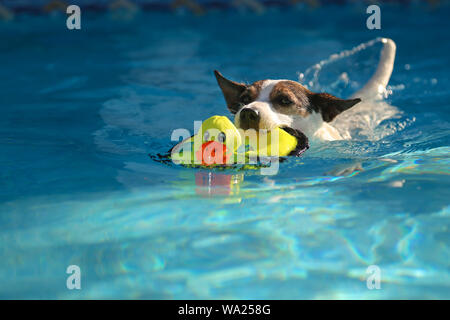 Vue à angle bas d'un chien Jack Russell Terrier nageant à l'extérieur avec le canard en peluche dans la bouche Banque D'Images