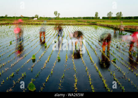 la plantation Banque D'Images