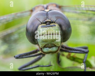 D'azur à la tête de Macro Closeup Darner Banque D'Images